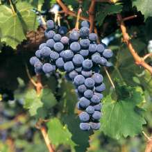 Előforduló szőlőfajták Fehér szőlők: rajnai rizling, chardonnay, olaszrizling, cserszegi fűszeres, zalagyöngye, ezerjó, hárslevelű Kék szőlők: kadarka,