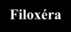 Filoxéra Amerikából hozták be Európába 1860-as években Hazánkban 1874-től, 20 éven