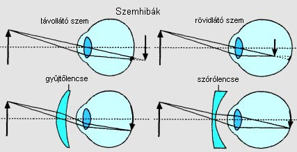 Az ideghártyán fordított állású kép keletkezik, amelyet az agy fordít meg.