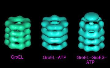 A B 2. ábra: A GroEL-GroES chaperon reakcióciklus. A: A cisz-transz elhelyezkedésű gyűrűkben váltakozva alakul ki a fehérjék tekeredését lehetővé tevő konformáció.