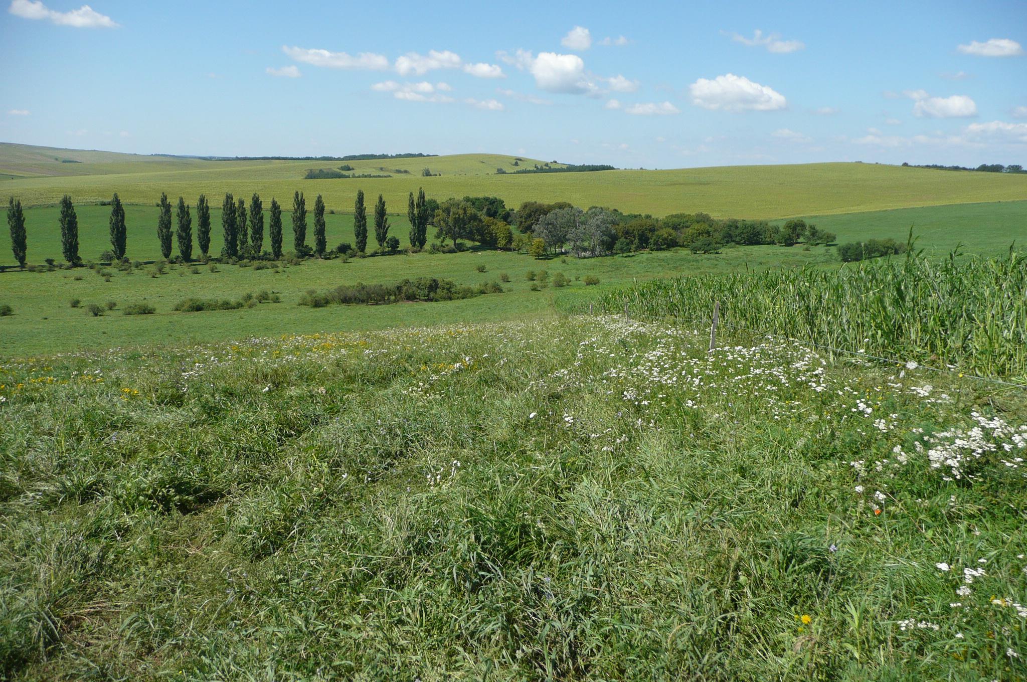 Művelt talaj, gondozott agrártáj fenntartása kötelesség, és nap-napi feladat Támogatók: Projekt: OM-00381/2008 Vállalat: Agroszen Kft, GAK Józsefmajori Kísérleti és Tangazdaság, Bóly Zrt.