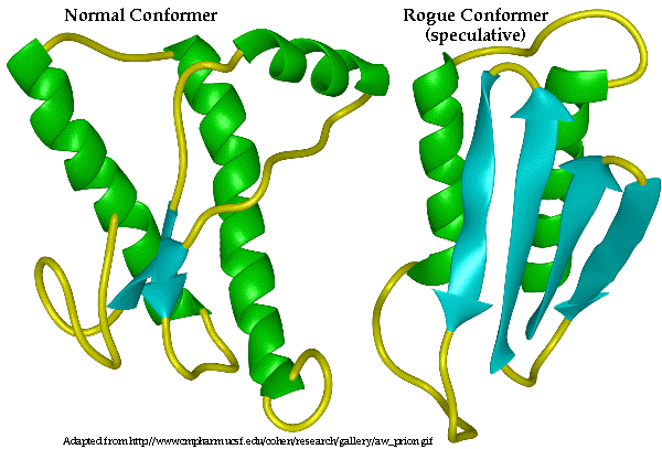 Nem megfelelően feltekeredett (misfolded) proteinek Prion: hibás térszerkezetű