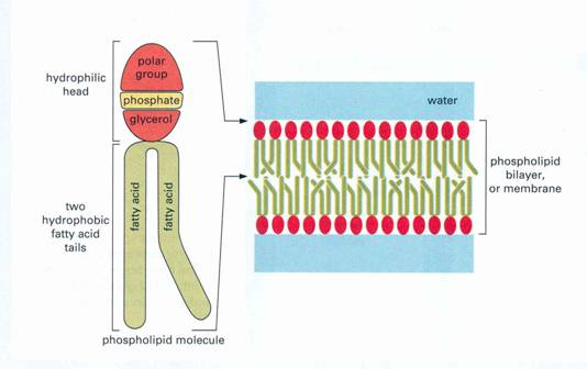 Alkotórészei: Foszfolipidek: Hidrofób és hidrofil molekularészletek.