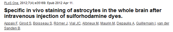 In vivo two-photon imaging of cortical astrocytes at a 250 mm