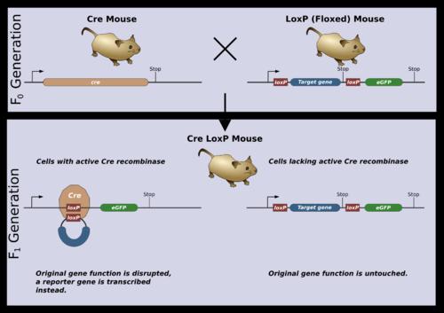 Asztrocita hgfap-mrga1:gfp mice These mice express a Gq-protein coupled receptor (called Mas-related gene A1, MrgA1) fused to GFP selectively in GFAP-expressing cells using the inducible tet-off