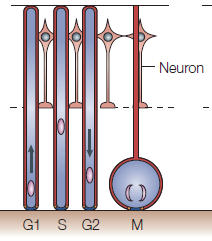 Neuroepiteliális sejt Radiális glia Neuron Asztroglia Őssejt Radiális gliává való átalakulás: a legtöbb agyterületen: E10-E12 körül Elongált morfológia megmarad: - madarak, - emlős kisagy (Bergman