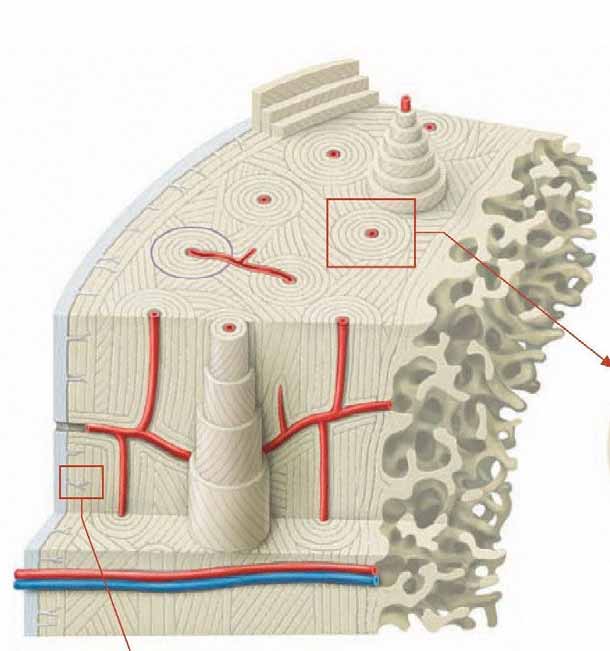 A csontszövet felépítése II.