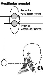 Vesztibuláris rendszer neurofiziológiája: detektálja a fej