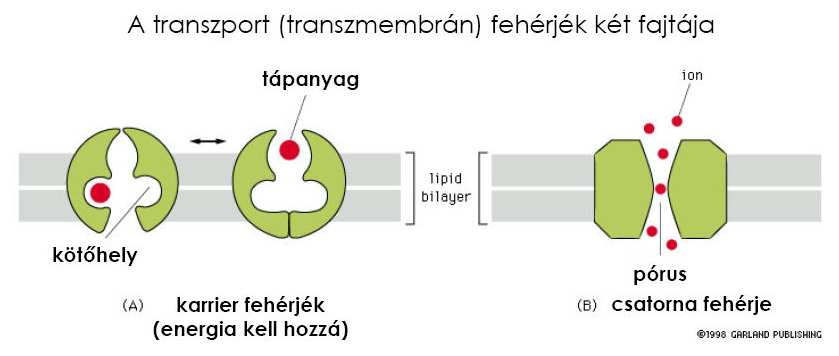 Egyéb sejtszervecskék membránjai:» Mitokondrium» Endoplazmatikus retikulum» Golgi készülék» Kloroplaszt» Sejtzárványok burka» Speciális (retina, idegsejt) Sejtmaghártya Ezen pórusok, kapuk vannak,