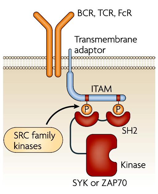 2.3. Az egyes receptorcsaládok jelátvitele A klasszikus immunreceptorok (B- és T-sejtreceptorok, Fc-receptorok) jelátvitelének központi eleme a receptor-komplexben jelenlevő ún.