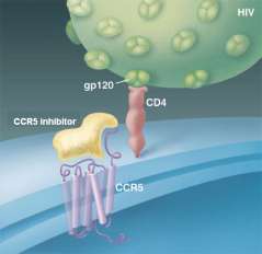 ADSZORPCIÓ GÁTLÁSA Polianionos vegyületek (poliszulfátok, poliszulfonátok, polinukleotidok és negatív töltésű albumin) : kapcsolódnak a pozitív töltésű HIV gp120-hoz nem tud kötődni a