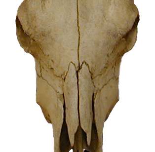 43. ábra: Középsı állású Nasion, (N) belsı, 44. ábra: Oralis állású Nasion (N), külsı, több pontból induló orrcsont egy pontból induló orrcsont os frontale felıli vége 45/1.
