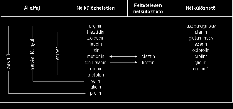 Szabó et al. / AWETH Vol 10.2. (2014) 167 A húsok ezeket az esszenciális aminosavakat megfelelő arányban tartalmazzák, hasonlóan a tojás-, tej- és halfehérjéhez.