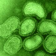 A kórokozó és a betegség A madárinfluenza vírusa az Orthomyxoviridae család Influenzavírus nemzetségébe tartozó burkos RNS-vírus. Felületén enzimek találhatók: haemagglutinin (H) és neuraminidáz (N).