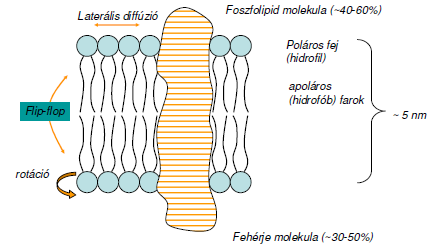 SEJTMEMBRÁN SZERKEZETE Fluiditás: 1/ η MEMBRÁNFEHÉRJÉK Meghatározzák a membránok funkcióit.