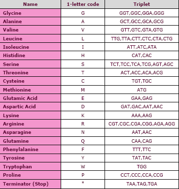 Transzláció: mrns fehérje Codon (mrns): 3 bp ->1 aminosav 64 codon-> 1 aminosavnak több is