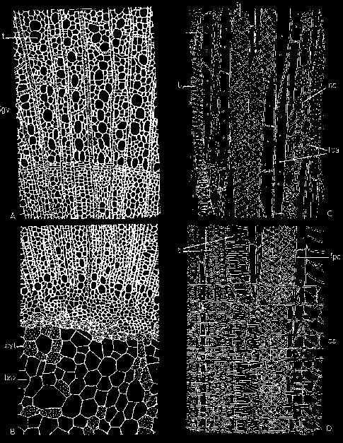 trachea tracheida Kislevelű hárs (Tilia cordata) szórtlikacsú fatestének szerkezete keresztmetszet trachea