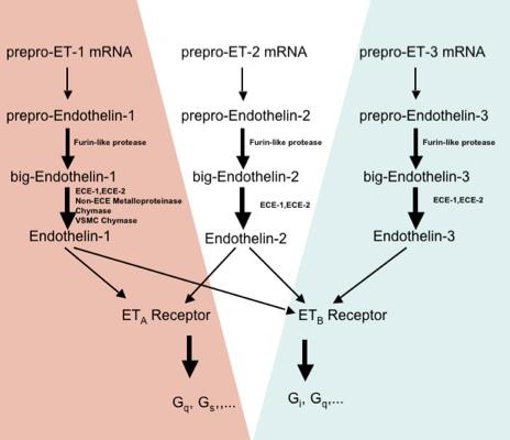 Endotelin receptorok - vazoaktív peptidek: simaizom-kontrakció, vérnyomásnövekedés - főleg endotélen - ET A, ET