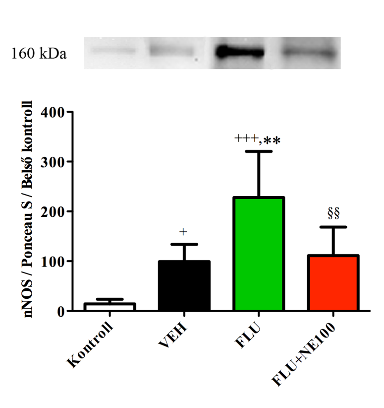 4.2.7 A renális nnos fehérje mennyisége Mivel 24 órás I/R-t követően FLU kezelés hatására a vazodilatátor enos szintje csökkent, ugyanakkor a FLU növelte az intrarenális erek átmérőjét, úgy