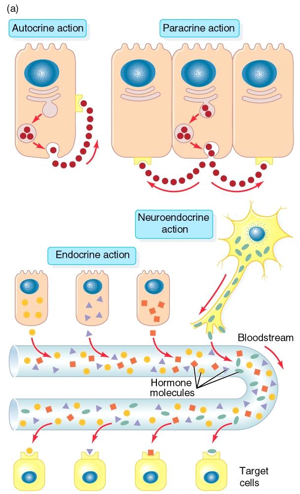 Hatásmódok Autokrin hatás: Saját magára visszahatás, autoreceptorral történik reguláció Parakrin hatás: