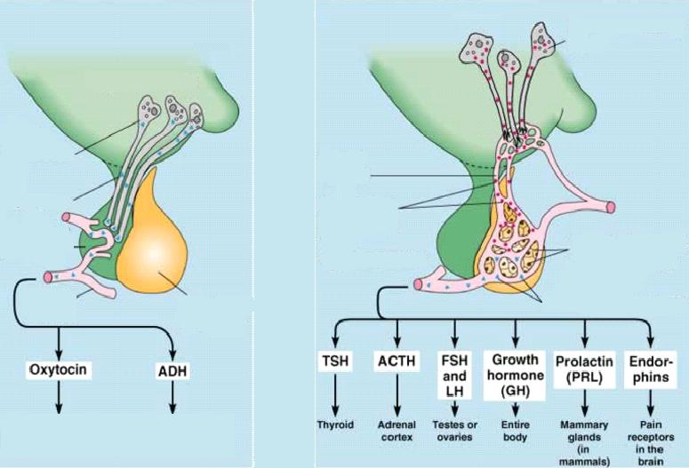 Hipotalamo-hipofizeális rendszer hipotalamusz neuroszekréciós sejtek neuroszekréciós sejtek hormon hipofízis hátsó
