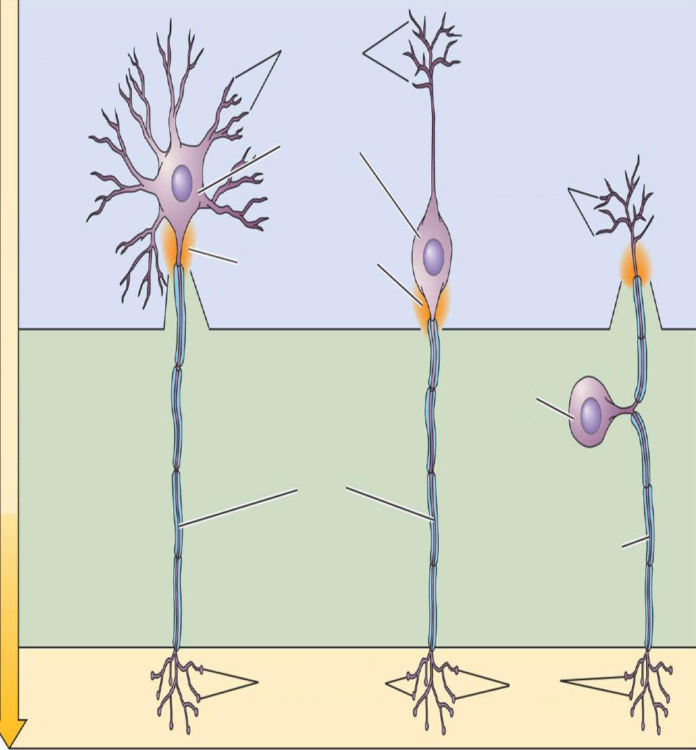 axonvégződés axon végződés Multipoláris neuron: sok dendritág, egy axon