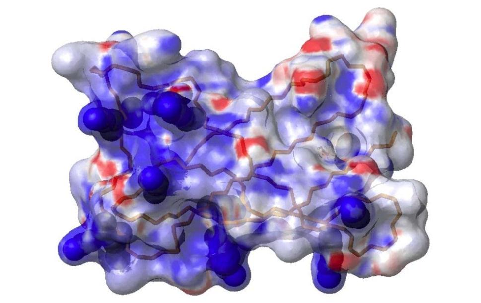 A PAF in-vitro, oldatbeli szerkezete (NMR ) erősen
