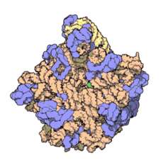 Ribomunyl Bakterialis riboszóma kivonat négy, visszatérő légúti fertőzést okozó baktériumból, ezen kívül Klebsiella pneumoniae baktérium membránkivonatából A specifikus antitest