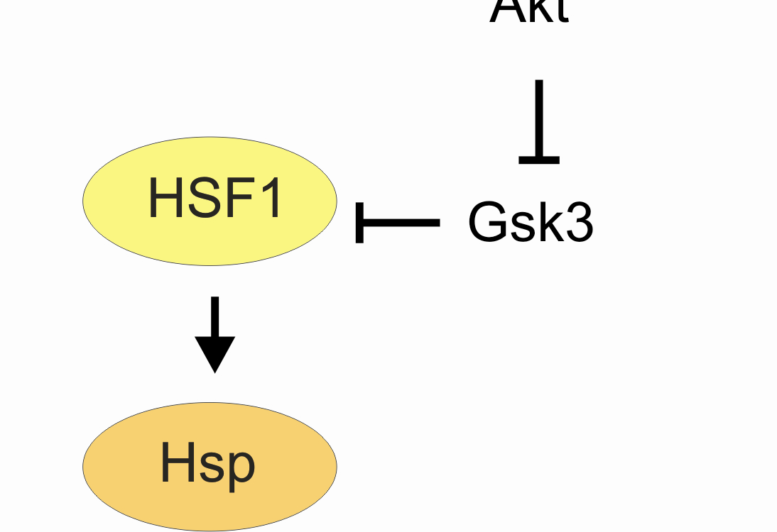 függı mechanizmust, amelyen keresztül a membránperturbáló BA indukálja a hsp gének expresszióját (33. ábra). 33. ábra A membránoktól a hsp génekig vezetı mikrodomén-függı jelátviteli útvonal.