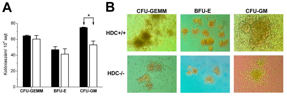 16. ÁBRA: HDC +/+ ( ) és HDC -/- ( ) egerek léperedetű korai vérképző progenitorainak in vitro kolóniaképző képessége.