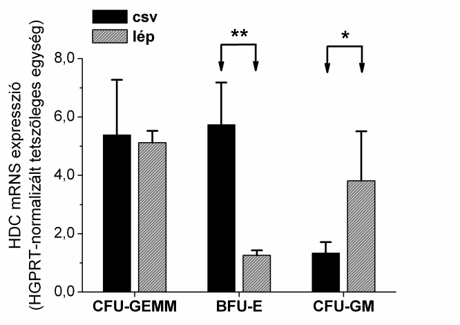 B) A kétféle egér kolóniáinak típusos megjelenése 7 nap (BFU-E) illetve 13 nap (CFU-GEMM, CFU-GM) inkubációt követően, 150-szeres nagyítással.