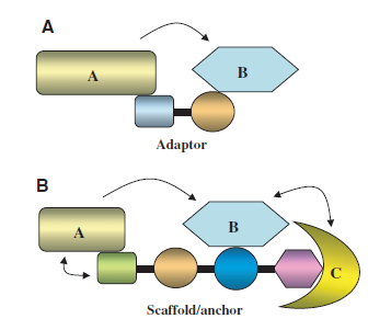 3.3 Állvány- és kapcsoló fehérjék Az állványfehérjék (scaffold protein) fontos szerepet játszanak különböző jelátviteli utak sejten belüli szabályozásában.