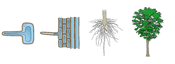A másodlagos sejtfalvastagodás típusai: a mintázat faji sajátosság Centripetális/ a fal befelé vastagodik Centrifugális/ a fal kifelé vastagodik más sejtek belsejében keletkezett sejteken (pl.