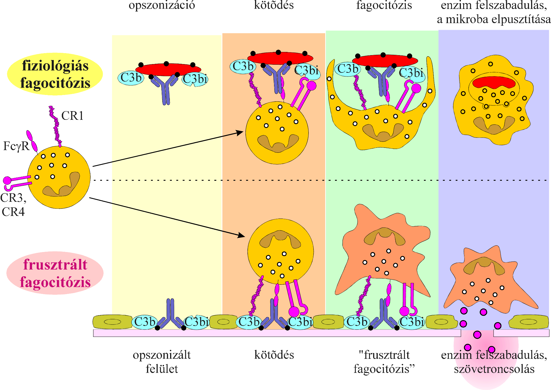 Milyen mikroorganizmusok az intracelluláris paraziták, Antibiotikum – Wikipédia