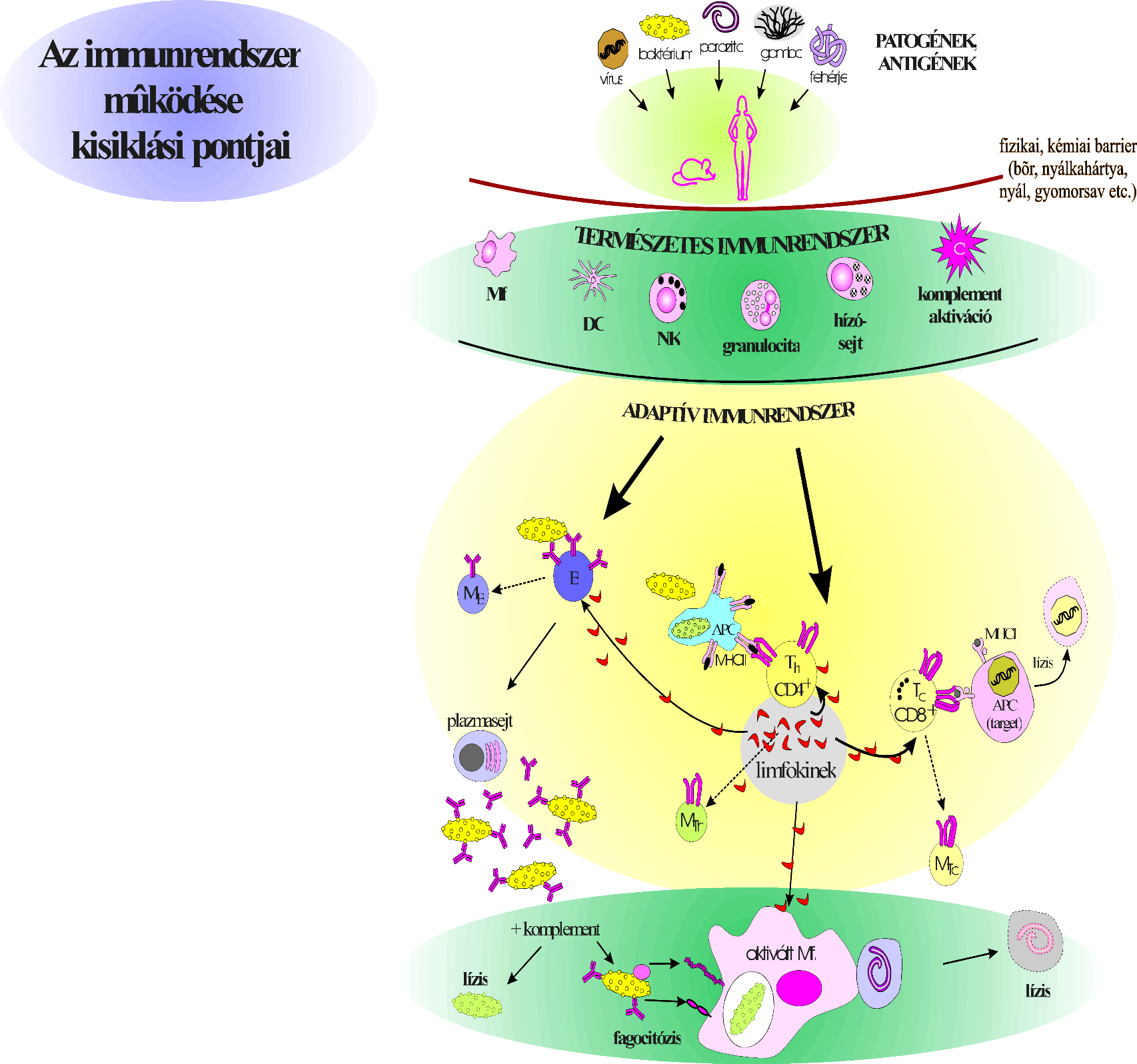 Az immunválasz kialakulása - Immunrendszer