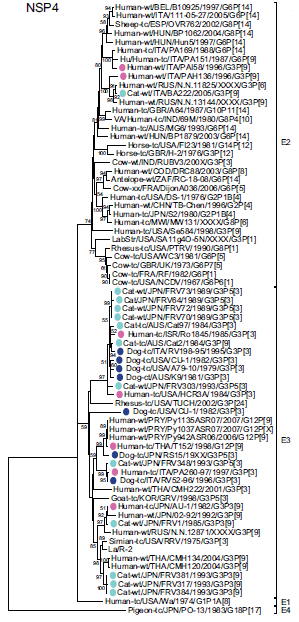 4. ábra. A kutya és a macska rotavírusai között szoros genetikai roknság áll fenn. Az egyszerűség kedvéért ezt két gén (NSP1 és NSP4) filogenetikai vizsgálatának eredményein mutatom be. 2.6.