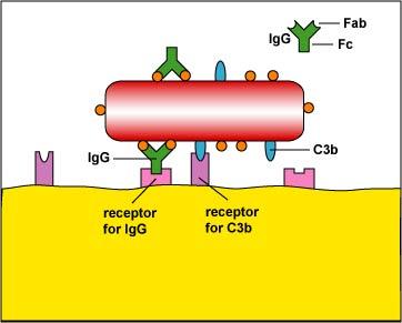 Lipopoliszacharid (LPS; bakteriális endotoxin) receptora a CD14(+TLR4) 2.