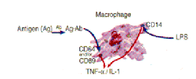 A fagociták baktériumok általi aktiválása Fagociták felszínén levő receptorok: 1.