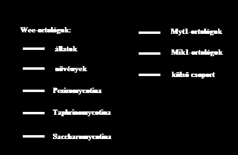 A vizsgált modellorganizmusok Wee1 homológjainak maximum likelihood módszerrel készült törzsfája 97 99 95 100 100 39 100 78 47 100 100 99 100 99 100 99 M.musculus_Wee1 H.sapiens_Wee1 G.gallus_Wee1 D.