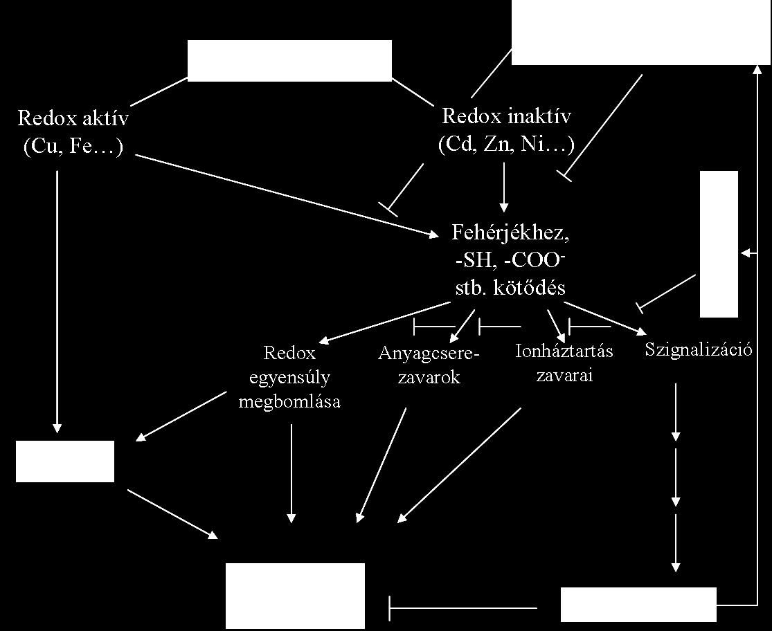 3. ábra: A nehézfém ionok által indukált stressz főbb mechanizmusai növényekben (Sharma és Dietz, 2008 alapján) A redox aktív Cu vagy Fe a Haber-Weiss- és a Fenton- reakcióban vesznek részt, mely