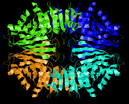 Foszfoglicerát kináz két doménje Fold ("gomboly") A gomboly (angolul fold) egy fehérjedomén globális, nagy vonalakban vett szerkezete.