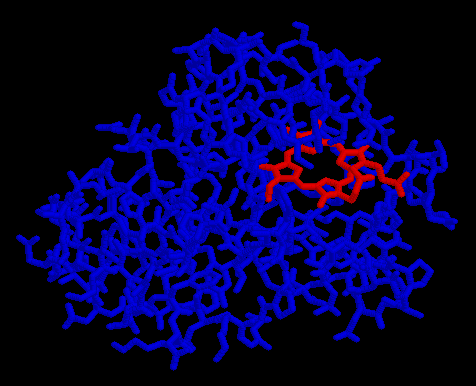 Mioglobin, benne hem csoporttal Mag és felszín A fehérje belsejében az oldalláncok szorosan illeszkednek A térkitöltés sûrûsége: átlagosan 0,75 (mint egy jó kristály) A belsõ magban eltemetett