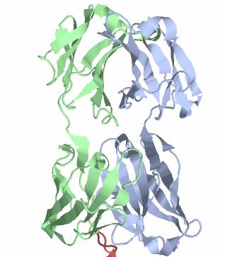 arthritisz Crohn betegség Spondilitisz Basiliximab Humán-egér kiméra antitest IL2