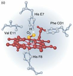 10. ábra: A hem szerkezete Oxi- és deoxi-hemoglobin A vérben kétféle hemoglobint különböztethetünk meg. Azt amelyik oxigént szállít és amelyik már leadta a sejteknek oxigénjét.