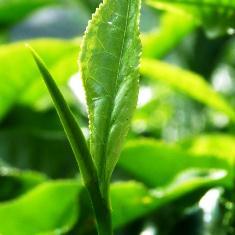 Teanin Leírás: nem fehérjealkotó aminosav, főként a zöld teában található