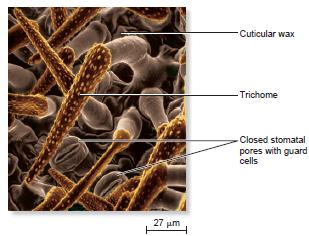 Epidermisz Az epidermisz alkotói: epidermiszsejtek