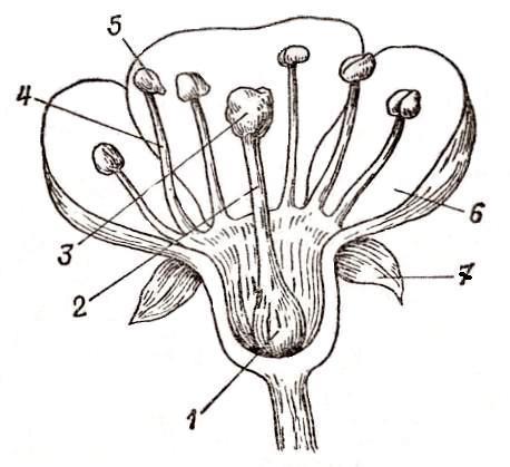 VIII. Igaz-hamis (5 pont) 1. A Chlamydomonas kétostoros zöldmoszat.... 2. A.rostacsövek sejtmaggal rendelkező elhalt csöves sejtekből állnak... 3.