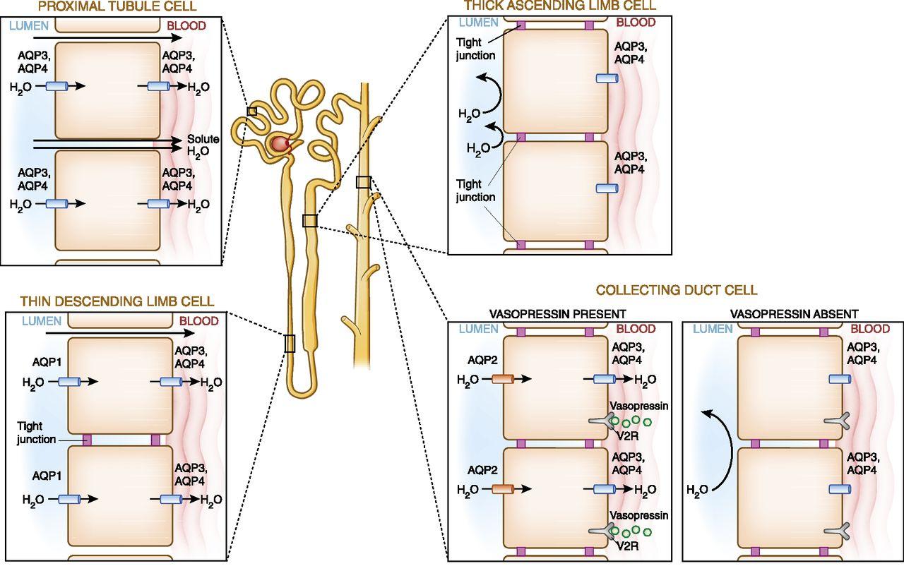 Water permeability along the tubule is determined by the presence or absence of intracellular tight junctions and