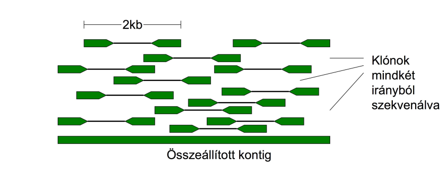 9.2.2. Paired-end szekvenálás Ugyancsak a H.