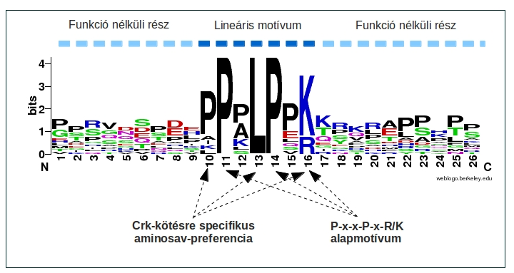 Géntechnológia és fehérjemérnökség - PDF Ingyenes letöltés